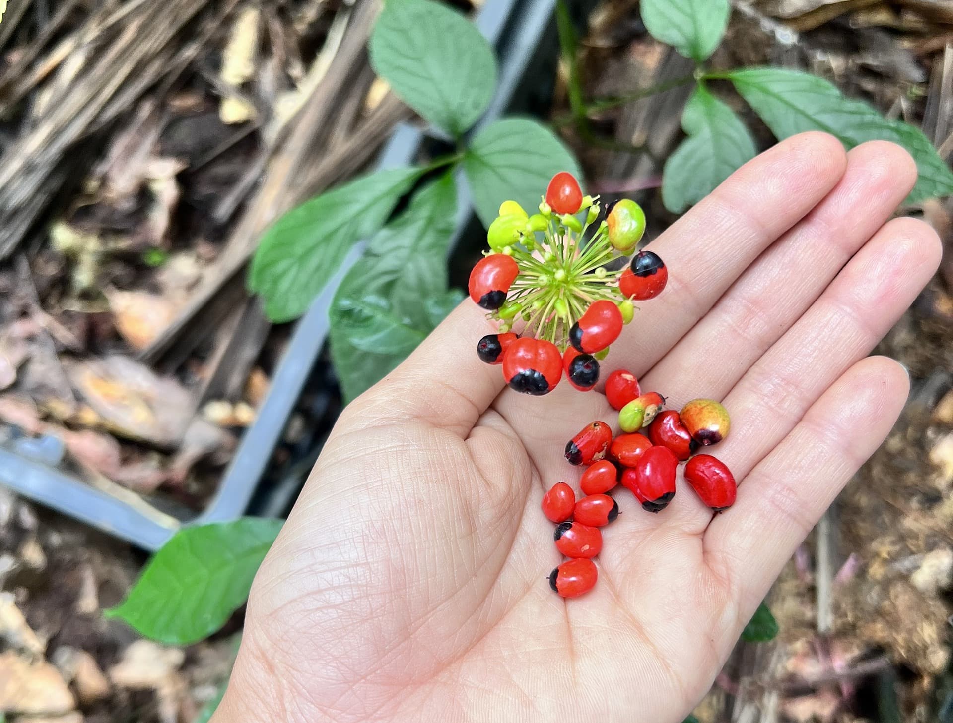 Sâm Ngọc Linh có mấy loại? Công dụng và lợi ích cụ thể