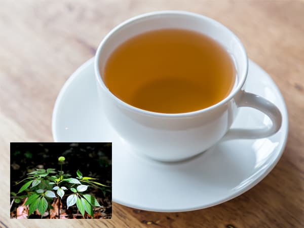 Lưu ý quan trọng khi uống trà lá sâm hàng ngày